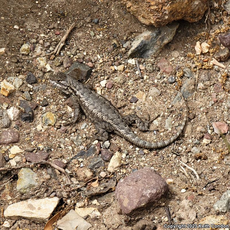 Island Fence Lizard (Sceloporus occidentalis becki)