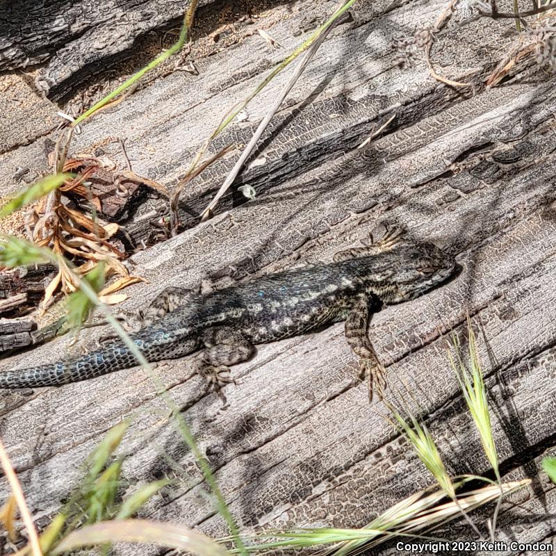 Island Fence Lizard (Sceloporus occidentalis becki)