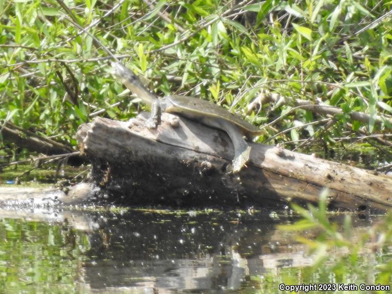 Spiny Softshell (Apalone spinifera)