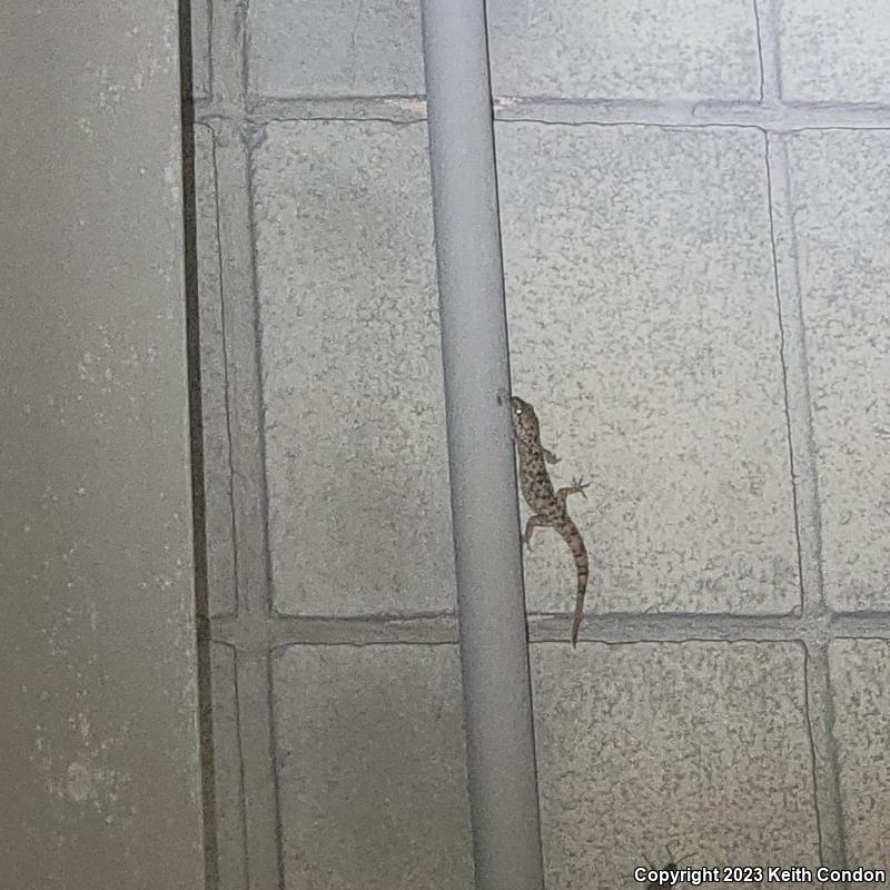 Turkish House Gecko (Hemidactylus turcicus turcicus)