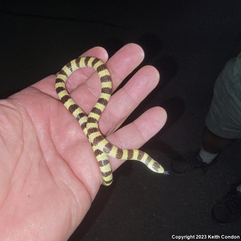 Nevada Shovel-nosed Snake (Chionactis occipitalis talpina)