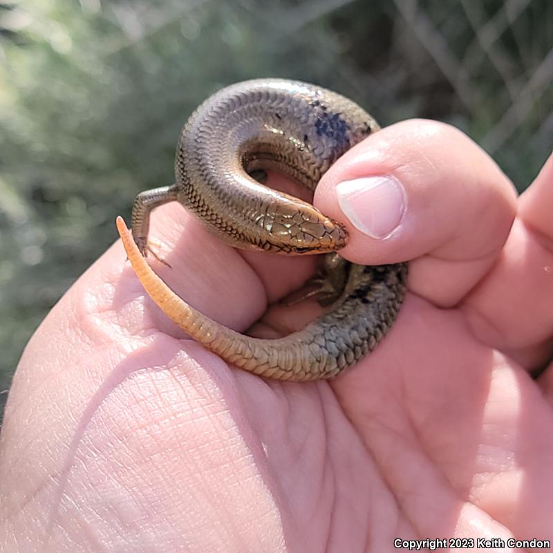 Gilbert's Skink (Plestiodon gilberti)