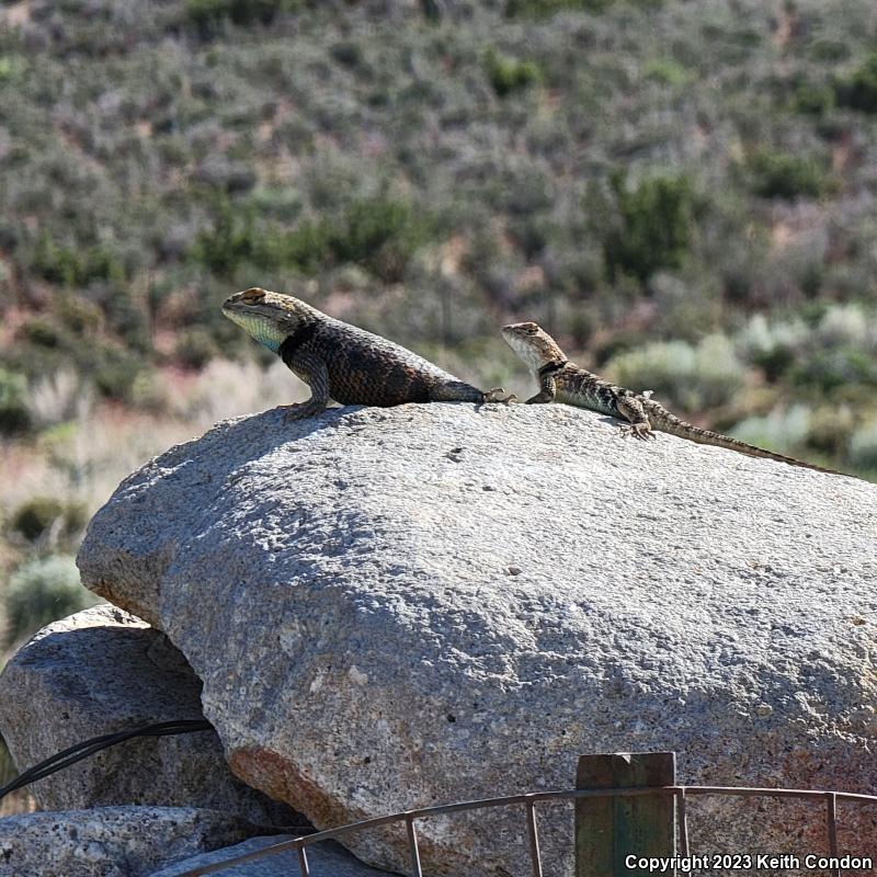 Yellow-backed Spiny Lizard (Sceloporus uniformis)