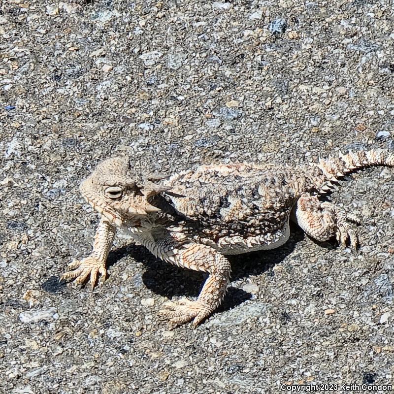 Southern Desert Horned Lizard (Phrynosoma platyrhinos calidiarum)