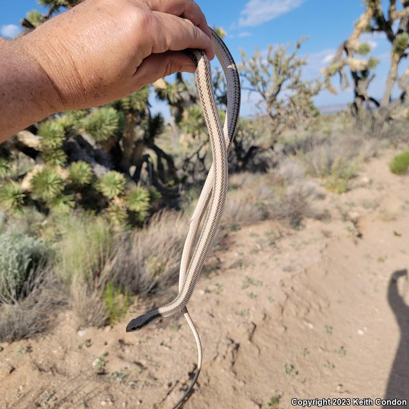 Mojave Patch-nosed Snake (Salvadora hexalepis mojavensis)
