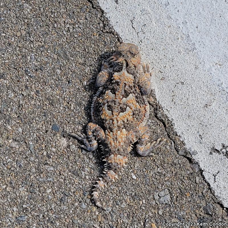 Southern Desert Horned Lizard (Phrynosoma platyrhinos calidiarum)