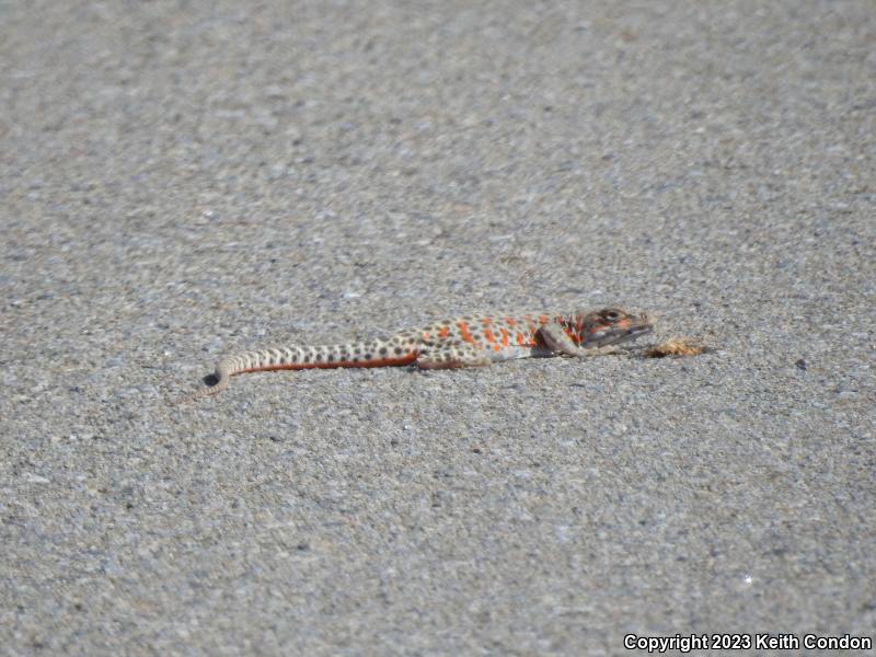 Longnose Leopard Lizard (Gambelia wislizenii)