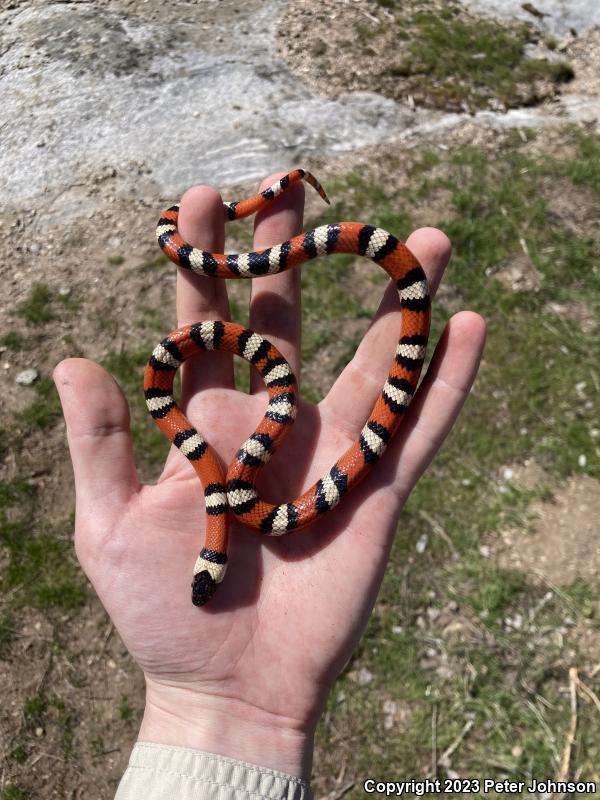 Sierra Mountain Kingsnake (Lampropeltis zonata multicincta)