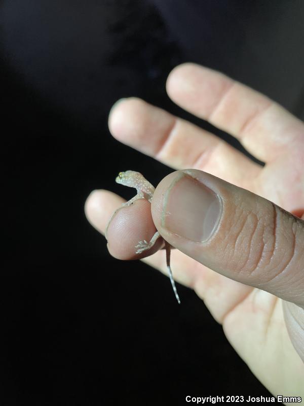 Mediterranean House Gecko (Hemidactylus turcicus)