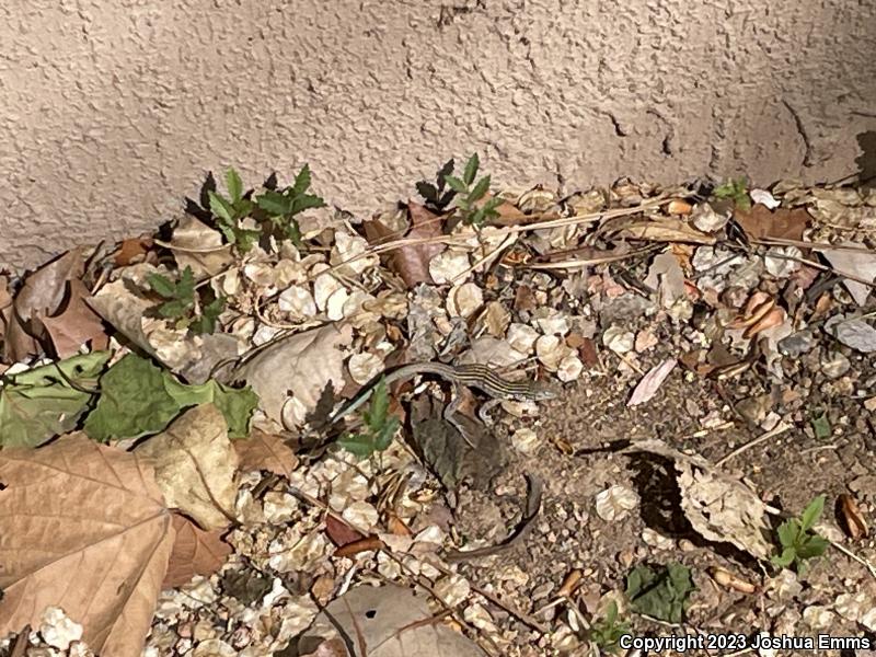 New Mexico Whiptail (Aspidoscelis neomexicana)