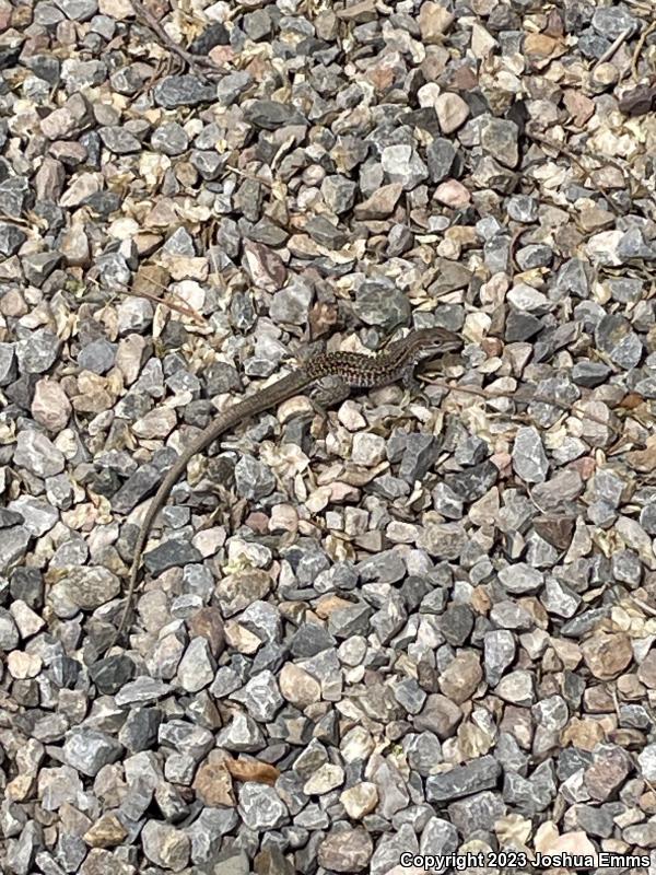 Chihuahuan Spotted Whiptail (Aspidoscelis exsanguis)