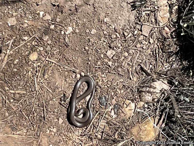 Prairie Ring-necked Snake (Diadophis punctatus arnyi)