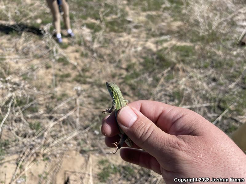 Prairie Racerunner (Aspidoscelis sexlineata viridis)