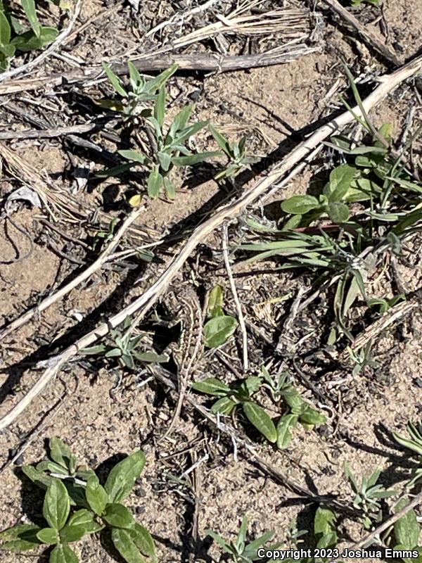 Great Plains Earless Lizard (Holbrookia maculata maculata)