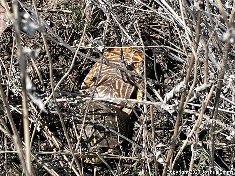 Ornate Box Turtle (Terrapene ornata ornata)