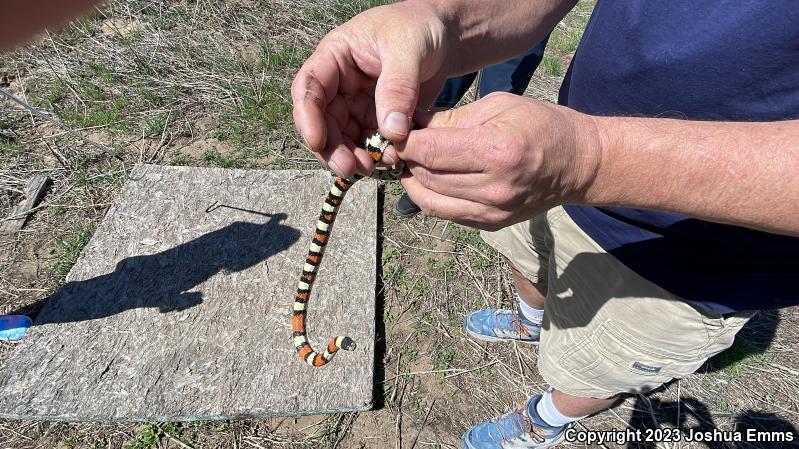 Central Plains Milksnake (Lampropeltis triangulum gentilis)