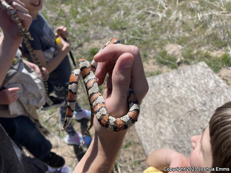 Central Plains Milksnake (Lampropeltis triangulum gentilis)