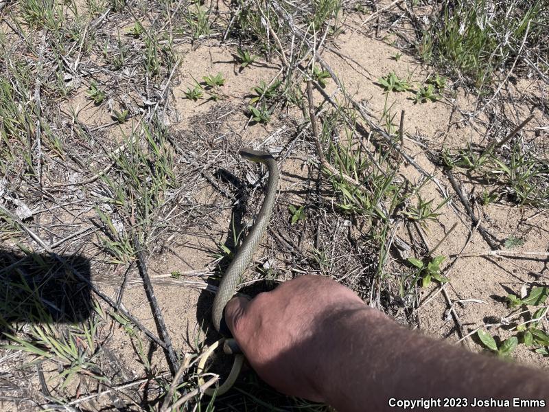 Eastern Yellow-bellied Racer (Coluber constrictor flaviventris)