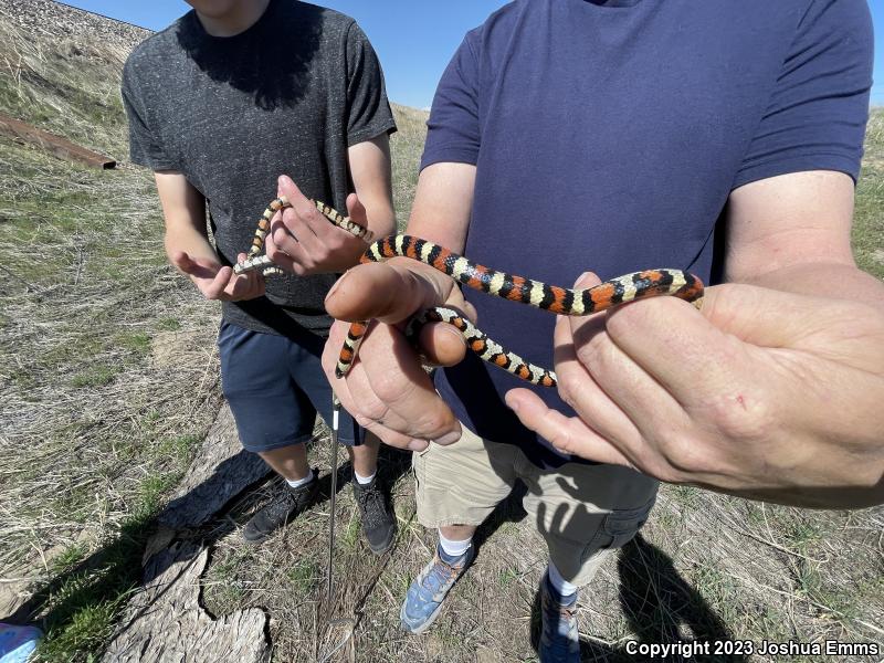 Central Plains Milksnake (Lampropeltis triangulum gentilis)