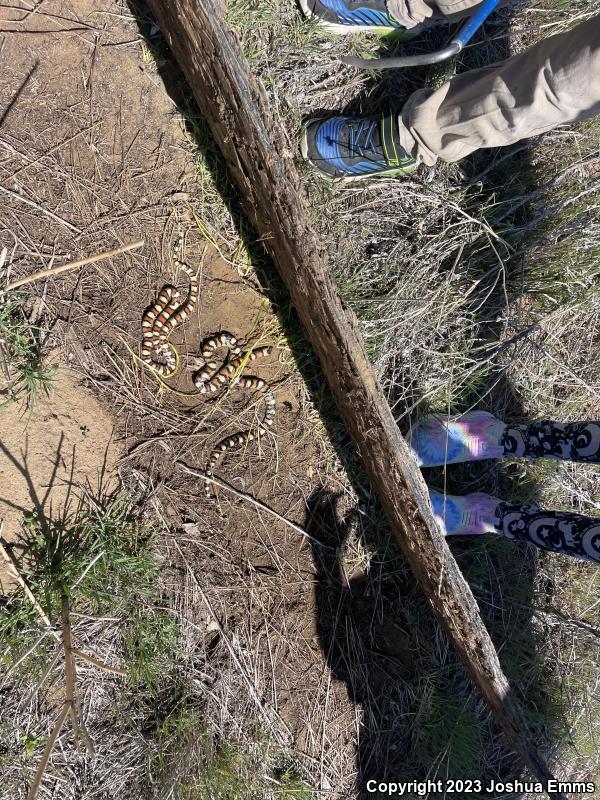 Central Plains Milksnake (Lampropeltis triangulum gentilis)