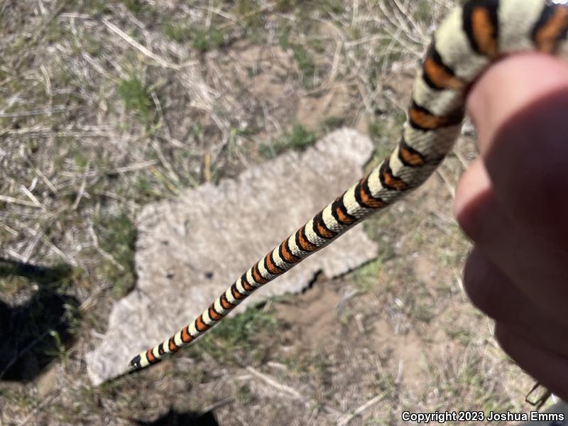 Central Plains Milksnake (Lampropeltis triangulum gentilis)