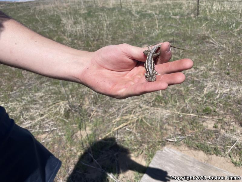 Prairie Lizard (Sceloporus consobrinus)