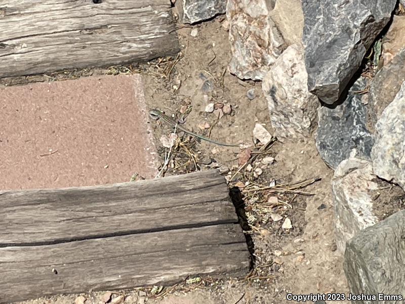 New Mexico Whiptail (Aspidoscelis neomexicana)