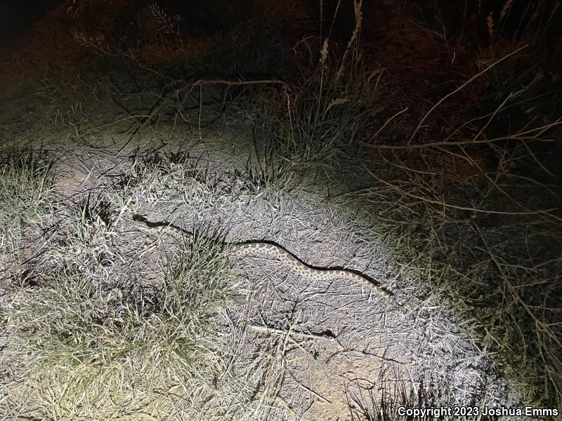 Desert Massasauga (Sistrurus catenatus edwardsii)