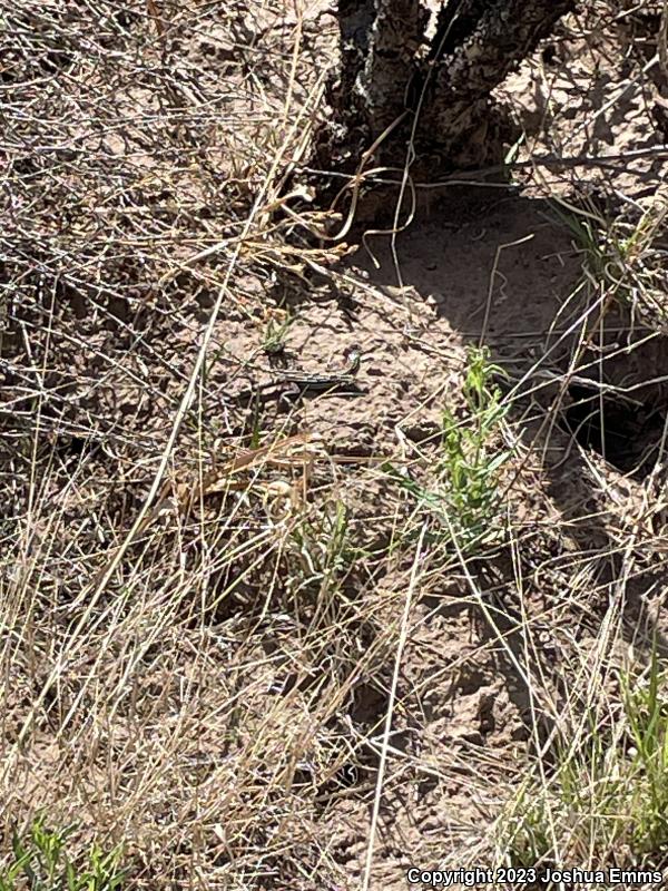 Chihuahuan Spotted Whiptail (Aspidoscelis exsanguis)