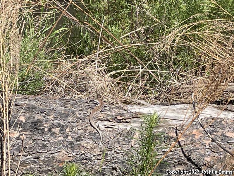 Chihuahuan Spotted Whiptail (Aspidoscelis exsanguis)