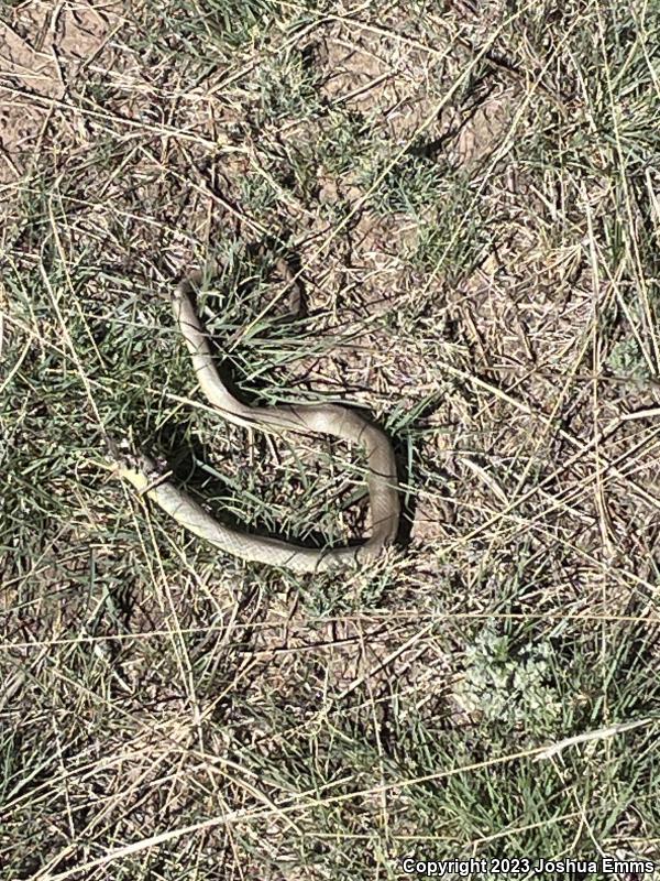 Eastern Yellow-bellied Racer (Coluber constrictor flaviventris)