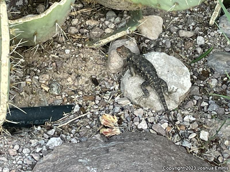 Twin-spotted Spiny Lizard (Sceloporus bimaculosus)