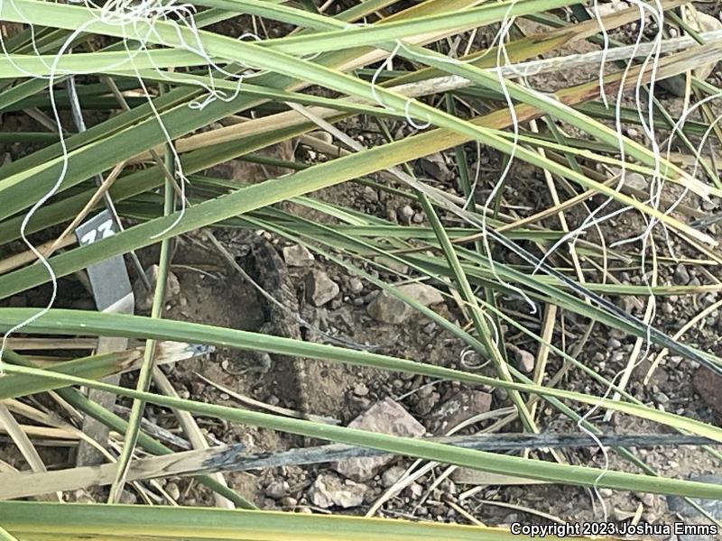 Twin-spotted Spiny Lizard (Sceloporus bimaculosus)