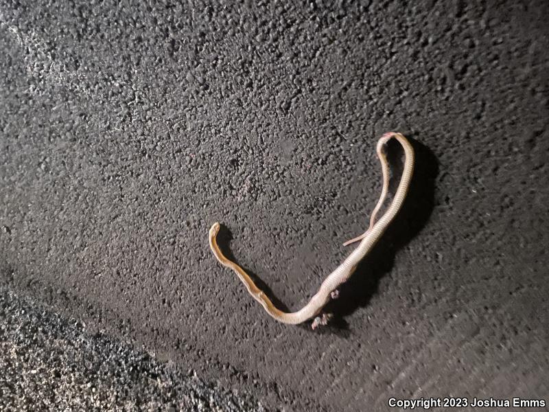 Western Coachwhip (Coluber flagellum testaceus)