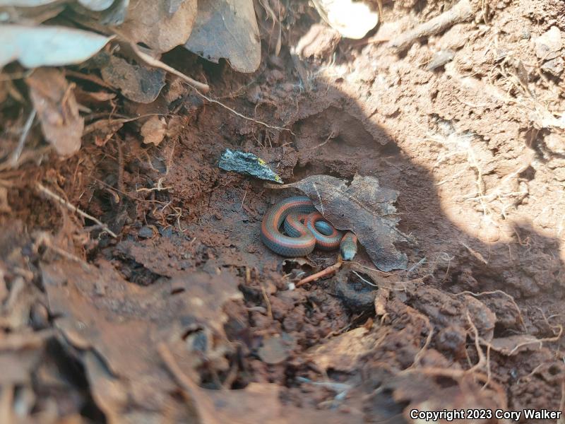 Sharp-tailed Snake (Contia tenuis)