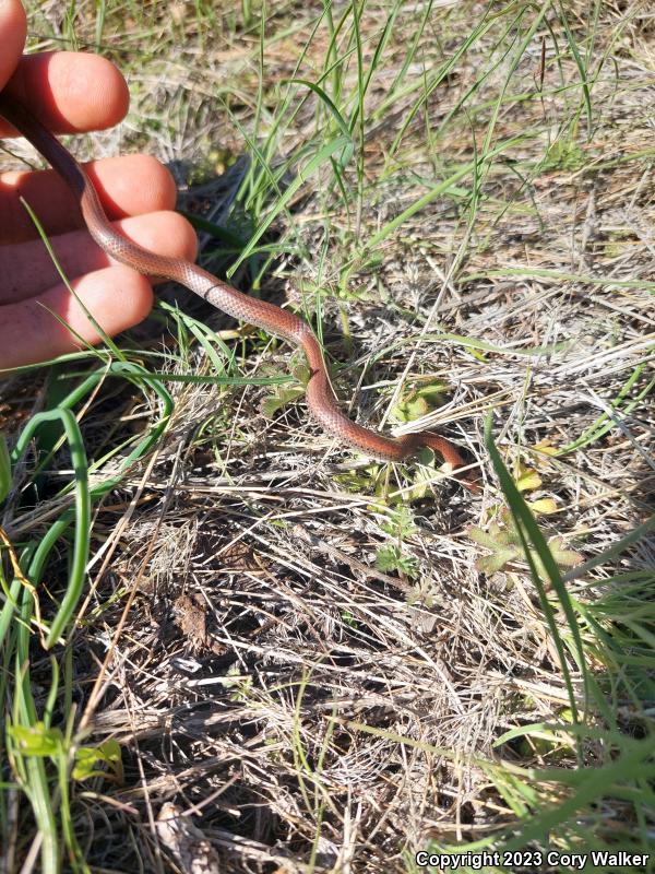 Sharp-tailed Snake (Contia tenuis)