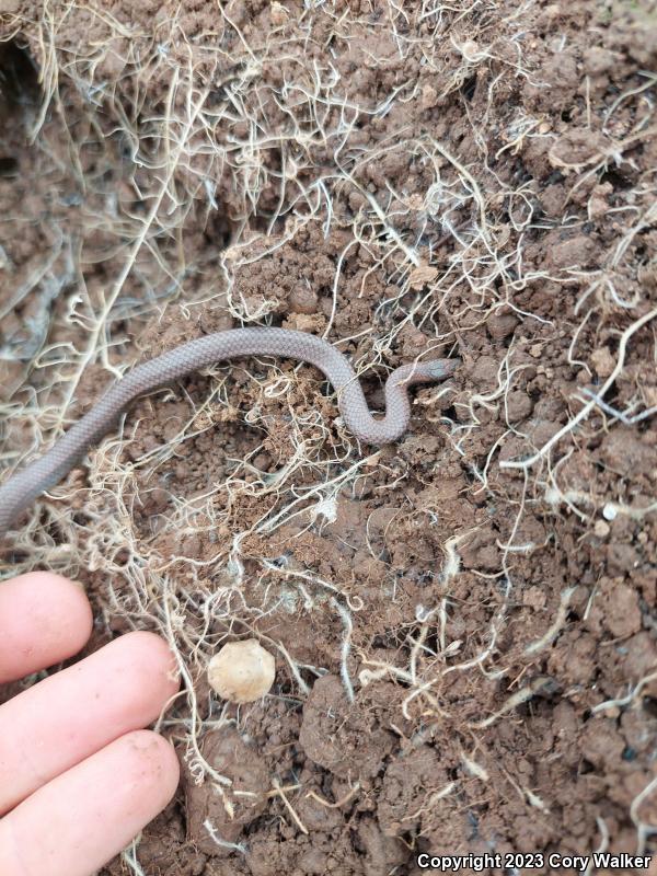 Sharp-tailed Snake (Contia tenuis)