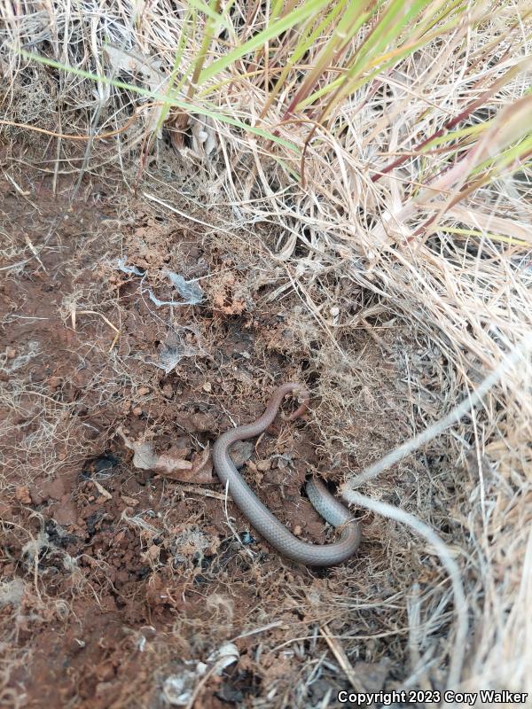 Sharp-tailed Snake (Contia tenuis)