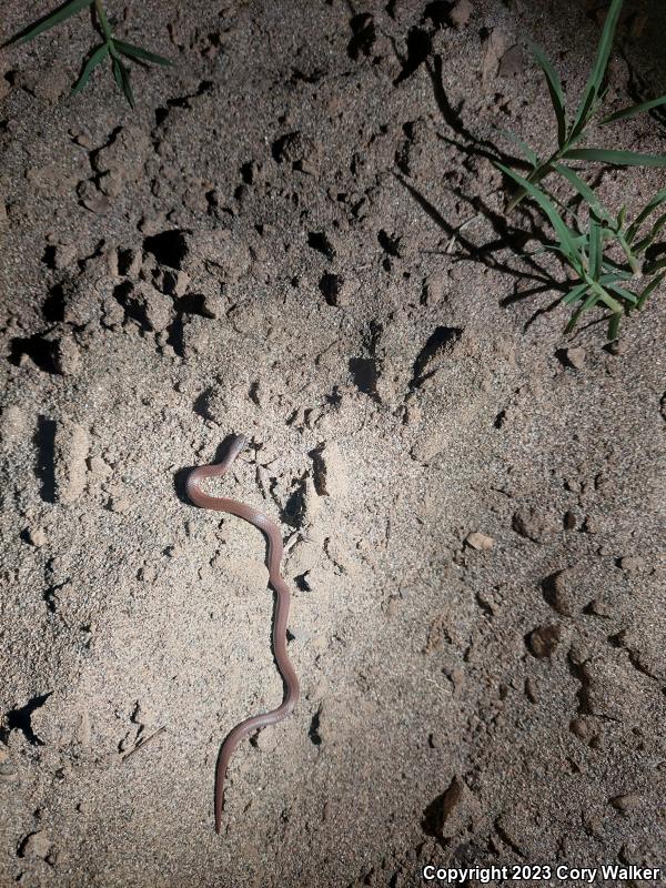 Sharp-tailed Snake (Contia tenuis)