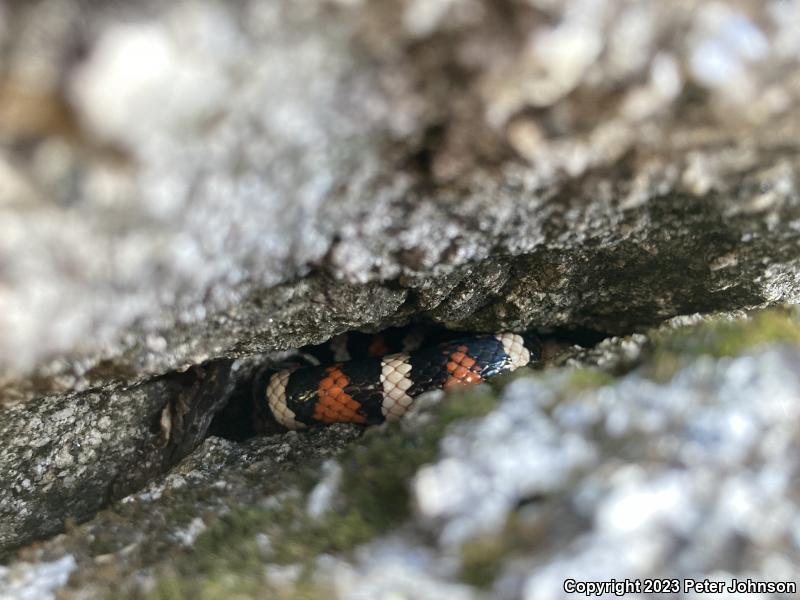 Sierra Mountain Kingsnake (Lampropeltis zonata multicincta)