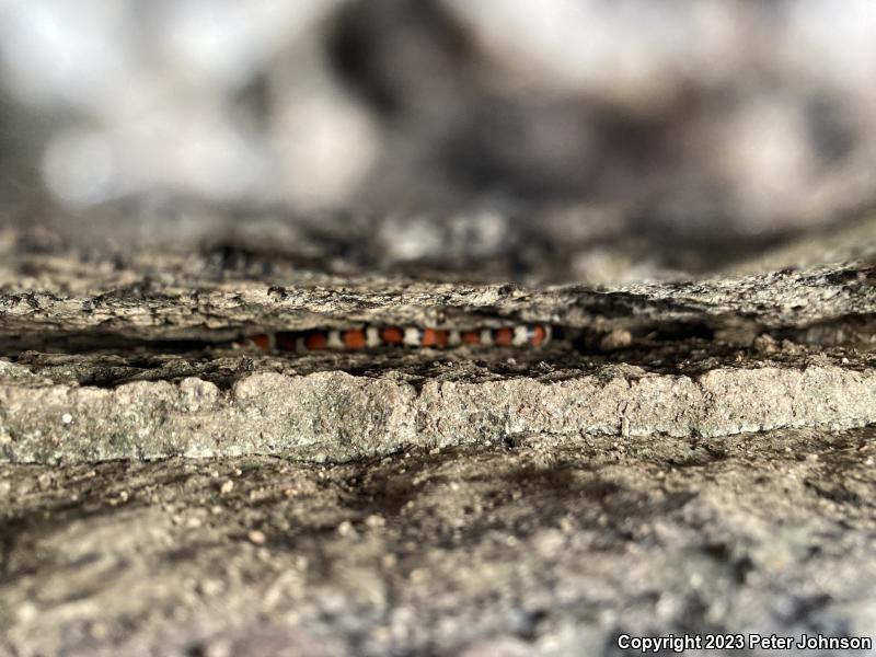 Sierra Mountain Kingsnake (Lampropeltis zonata multicincta)