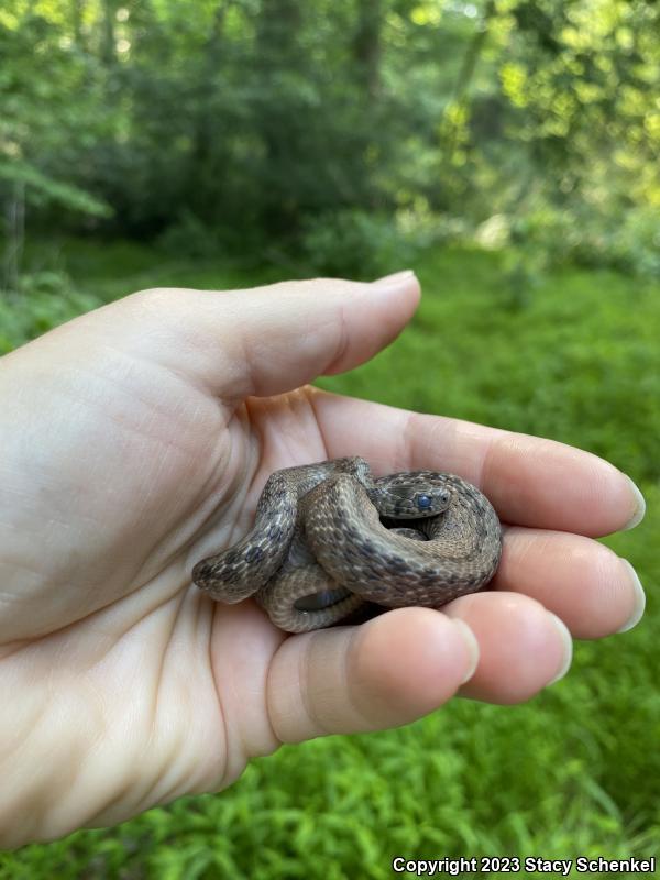 Dekay's Brownsnake (Storeria dekayi)