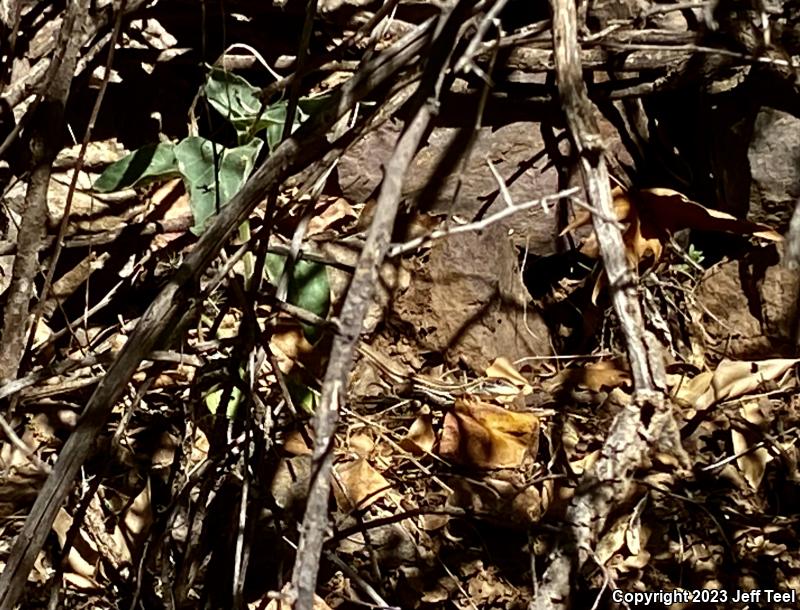 Sonoran Spotted Whiptail (Aspidoscelis sonorae)