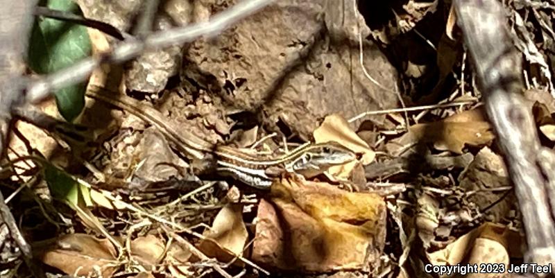 Sonoran Spotted Whiptail (Aspidoscelis sonorae)