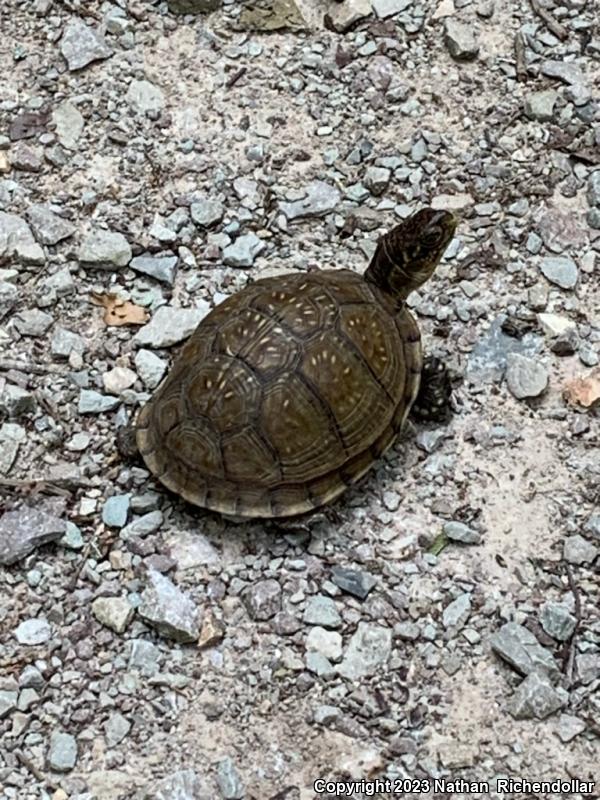 Three-toed Box Turtle (Terrapene carolina triunguis)