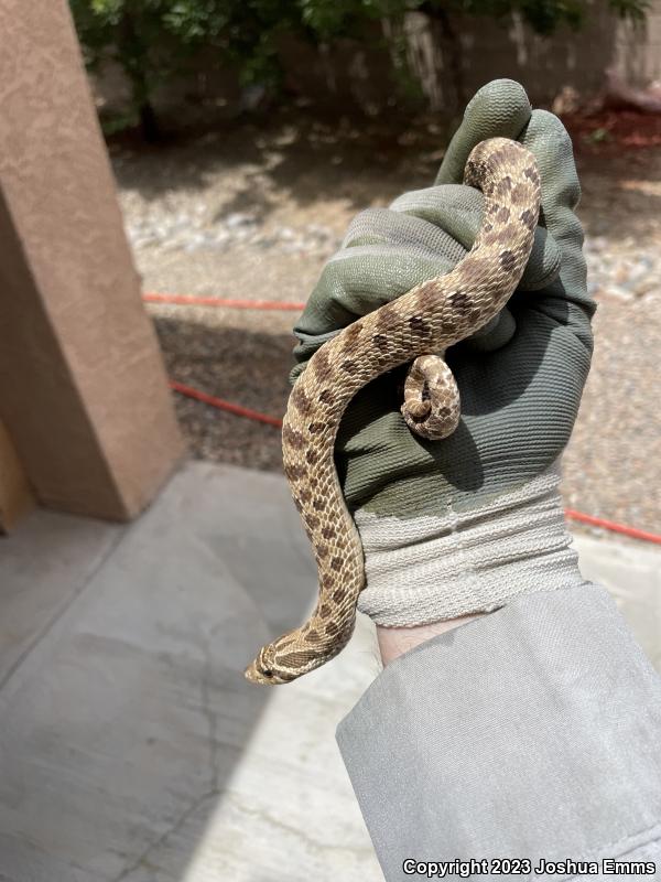 Plains Hog-nosed Snake (Heterodon nasicus)