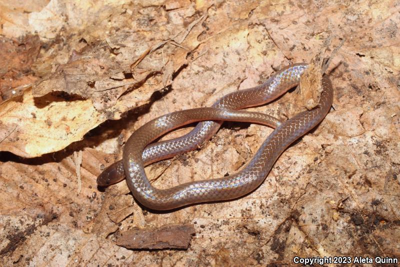 Eastern Wormsnake (Carphophis amoenus)