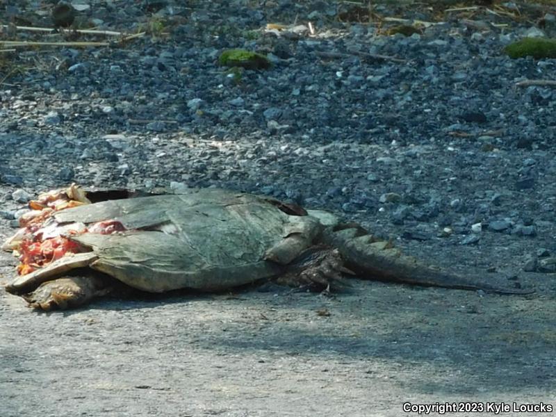 Eastern Snapping Turtle (Chelydra serpentina serpentina)