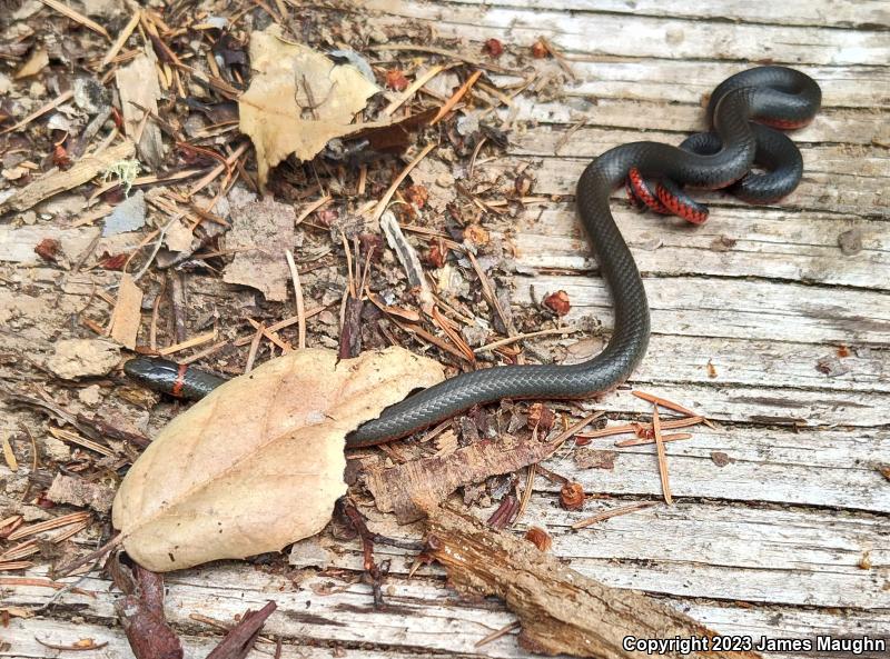 Pacific Ring-necked Snake (Diadophis punctatus amabilis)