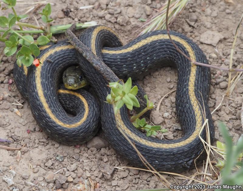 Santa Cruz Gartersnake (Thamnophis atratus atratus)